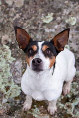 Photos of a dog on a walk in the countryside, portraits, looking at the camera or taking a dip in a pond