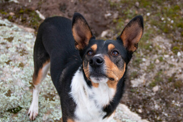 Photos of a dog on a walk in the countryside, portraits, looking at the camera or taking a dip in a pond
