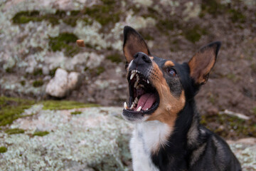Photos of a dog on a walk in the countryside, portraits, looking at the camera or taking a dip in a pond