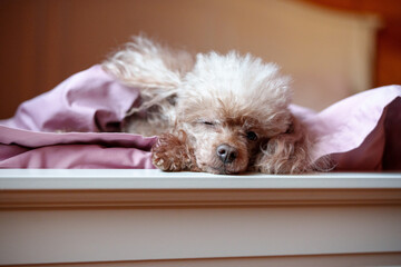 a small dog of that poodle breed is lying on the bed, a cute pet in the bedroom
