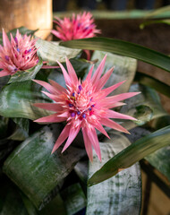 Immerse yourself in the captivating bromeliads pink color palette and discover the majesty of these botanical wonders.