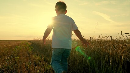Child boy runs through field of wheat, touching ears of wheat with his hand. Happy boy is play in...