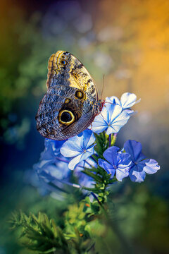 Tropikalny motyl