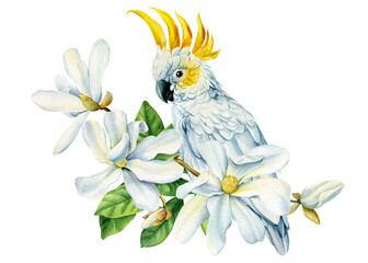Beautiful white bird cockatoo sitting on branch of spring magnolia flowers isolated white background, watercolor clipart © Hanna