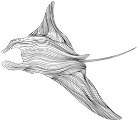 Stingray on a white background. Abstract illustration  manta rey for your design.