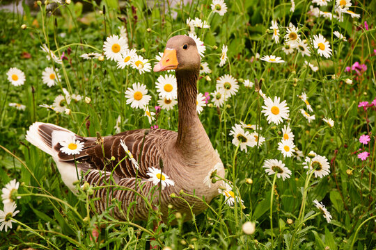 Bean goose in flowers