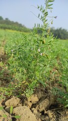 Fototapeta na wymiar Lentil plant growing close up.Macro photo of a lentil (Lens culinaris) flower in a field. 