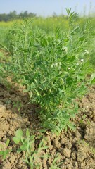 Fototapeta na wymiar Lentil plant growing close up.Macro photo of a lentil (Lens culinaris) flower in a field. 