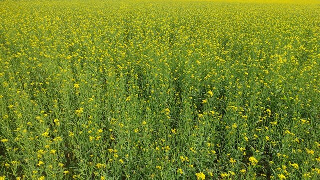 Mustard plants farm ( sarso khet) having yellow growing flower bloom, oilseeds