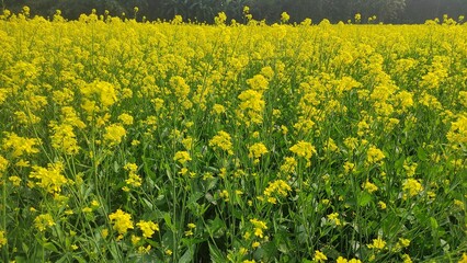 Obraz premium field of yellow dandelions