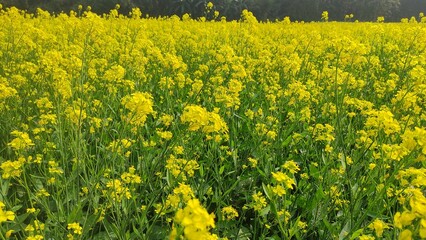 Obraz premium field of yellow flowers. A field of yellow curative flowers as a background