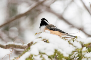 Chickadee on a Snow-covered Branch