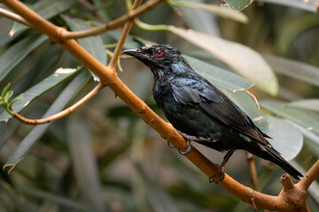 Asian Glossy Starling - Aplonis panayensis, beautiful colored perching bird from Asian forests and woodlands, Malaysia.