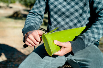 a man cuts the edges of a leaf of aloe vera