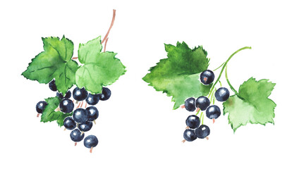 Currant , black currant , berries with leaves , berry, currants , watercolor illustration