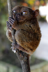 Philippine Tarsier on branch