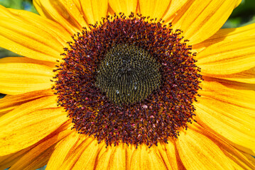 Sunflower pistils and stamens starting to form seeds in summer - closeup