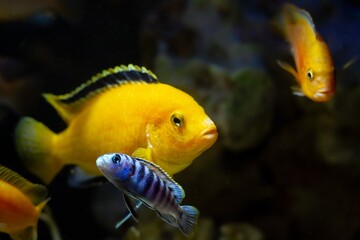 Maylandia lombardoi juvenile and adult, colourful lake Malawi mbuna, sand substrate dweller cichlid, popular ornamental species for beginner aquarist, LED low light pseudo sea aqua, blurred background