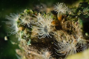 Diadumene lineata sea anemone, invasive alien sea predator macro, polyp move tentacle to catch plankton in water flow, Black Sea littoral zone, saltwater marine biotope nano aquarium, blue LED light