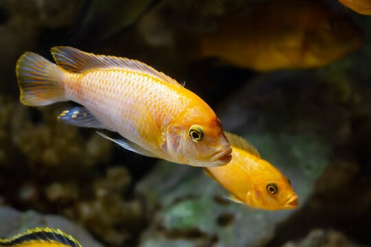 Esther Grant's Zebra adult pair, orange Malawi mbuna cichlid, popular ornamental species for beginner aquarist, LED low light pseudo sea aquascape aquadesign, shallow dof, blurred background