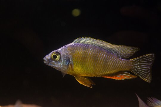Protomelas fenestratus juvenile, colourful healthy Malawi mbuna, substrate blower cichlid swim, popular ornamental species for beginner aquarist, LED low light pseudo sea petshop, blurred background