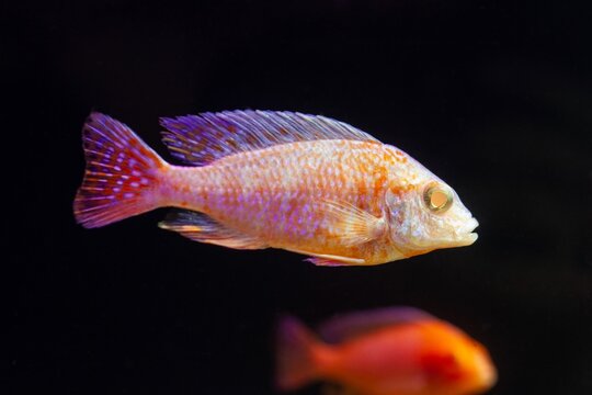 Aulonocara firefish albino juvenile, colourful lake Malawi mbuna, substrate dweller cichlid swim, popular ornamental species for beginner aquarist, LED low light pseudo sea aqua, blurred background