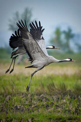 Wings of Elegance: The Common Crane