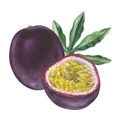 Passion Fruit Watercolor illustration. Hand drawn clip art on isolated white background. Tropical exotic plant painting. Botanical drawing of sweet maracuja for food packaging design