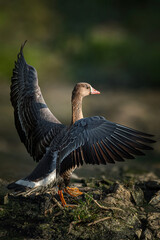 Grace With Wings : The Greater White-Fronted Goose