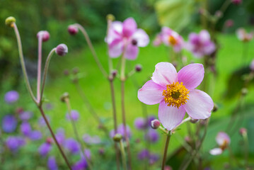 Fototapeta premium Japanese anemone flowers in backyard garden in late summer on overcast day 1