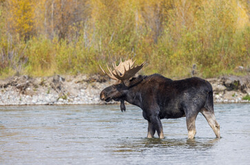 Bull Moose Crossing the Snake River in Grand Teton National Park Wyoming in Autumn