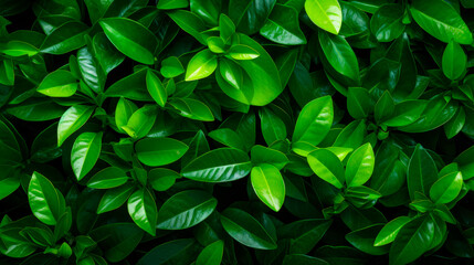 Background of fresh green leaves of citrus plants.