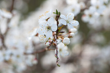 Twig of flowering blackthorn, Prunus spinosa, in spring. white flowers, natural floral background....