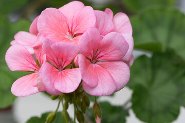 Geranium. small pale pink flowers. Floral background. Pink flowers of homegrown violets in a pot on a green background. bokeh, beautiful flower, close-up. beauty in nature, gardening, macro photo.