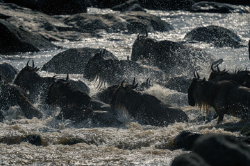 Blue wildebeest splash across rocks in stream