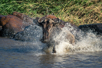 Blue wildebeest splashes through river near rocks
