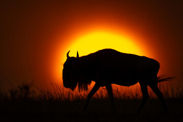 Blue wildebeest walking in silhouette at sunset