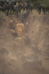 Blue wildebeest walk down gully in dust