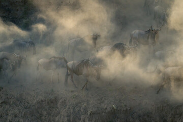 Blue wildebeest walk together in dust cloud