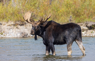 Bull Moose Crossing the Snake River in Grand Teton National Park Wyoming in Autumn