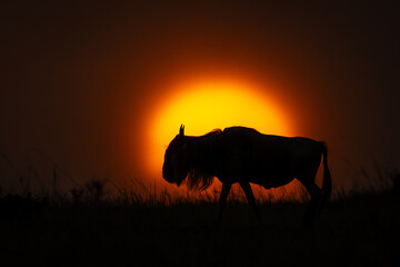 Blue wildebeest walks at sunset on horizon