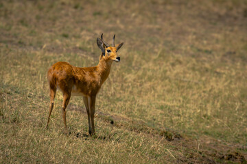 Bohor reedbuck stands on slope in sunshine