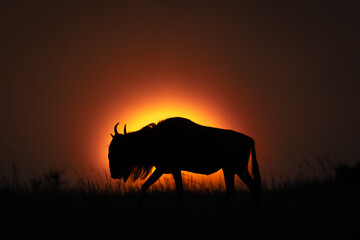 Fototapeta na wymiar Blue wildebeest walks on horizon at sundown
