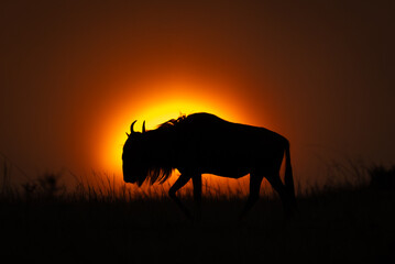 Blue wildebeest walks in silhouette on horizon