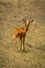 Bohor reedbuck stands on slope looking back