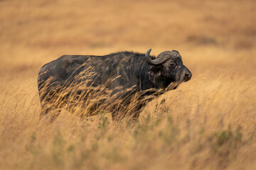 Cape buffalo stands in grass in profile