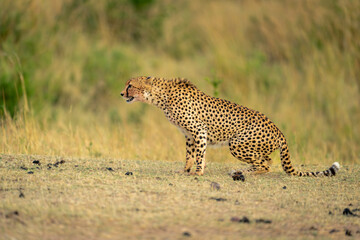Cheetah gets up from sitting on grass