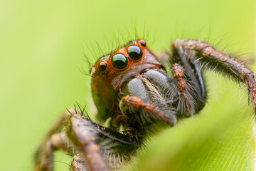 Spiders jumping on leaves. Captured with a close-up macro, the details of the little spider are displayed.
