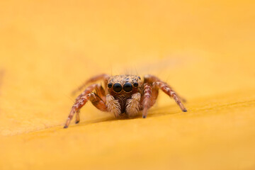 Spiders jumping on leaves. Captured with a close-up macro, the details of the little spider are displayed.