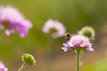 bee at work on clover flower collecting pollen. bright delicate pink clover flower, honey bee. macro nature, wild wildflower, useful insect, spring or summer sunny day, close-up. natural background